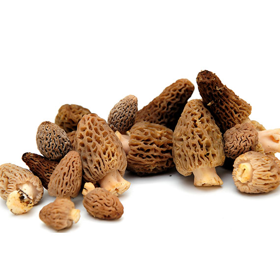 Morchella Mushrooms