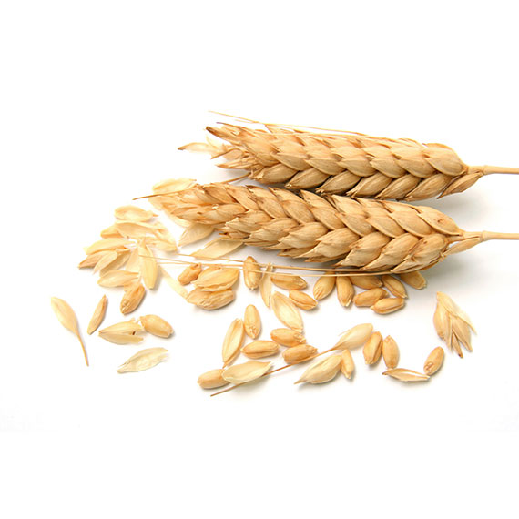 Wheat Seeds